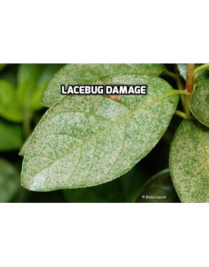 Leaf, "Bleaching Out"