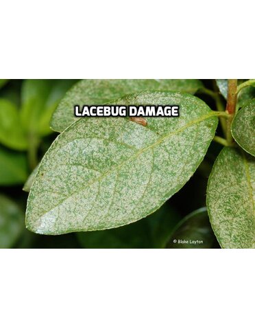 Leaf, "Bleaching Out"