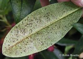 Leaf, "Bleaching Out"