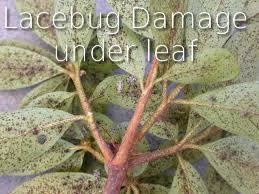 Leaf, "Bleaching Out"