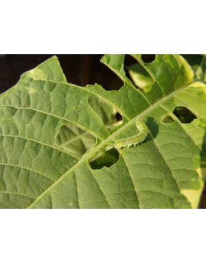 Leaf, Holes