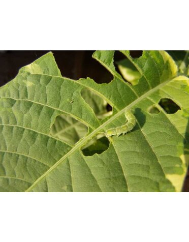 Leaf, Holes