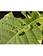 Leaf, Holes