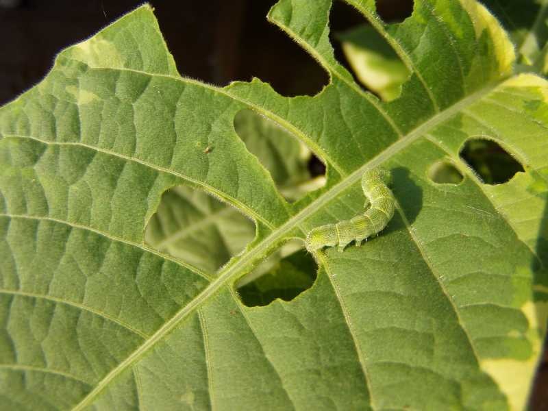 Leaf, Holes