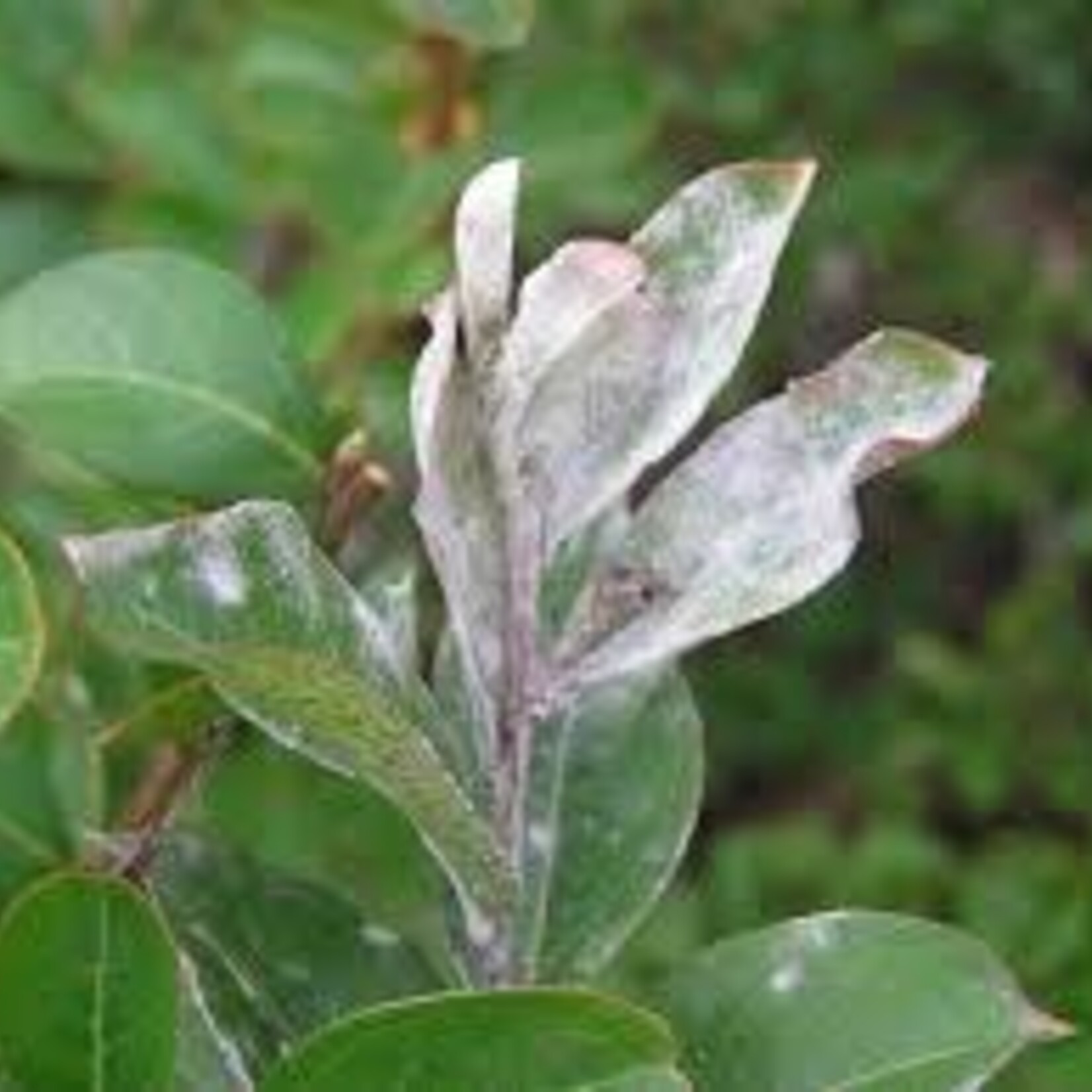 Powdery Mildew