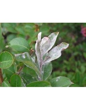 Powdery Mildew