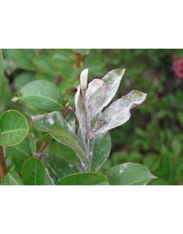 Powdery Mildew