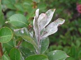Powdery Mildew