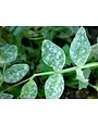 Powdery Mildew
