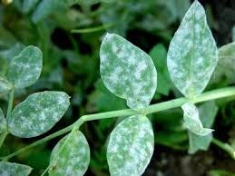 Powdery Mildew