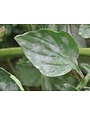 Powdery Mildew