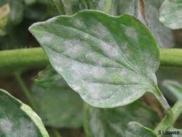 Powdery Mildew