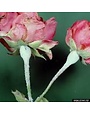Powdery Mildew
