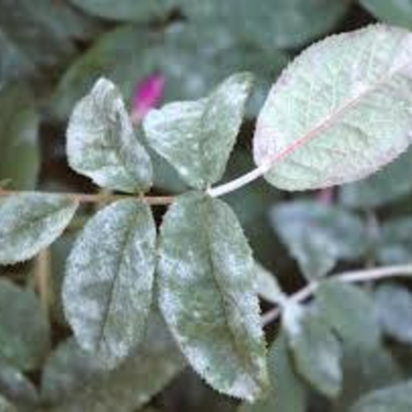 Powdery Mildew