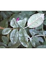 Powdery Mildew