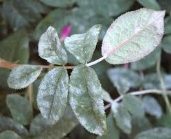 Powdery Mildew
