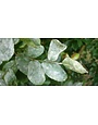 Powdery Mildew