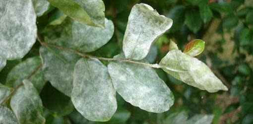 Powdery Mildew