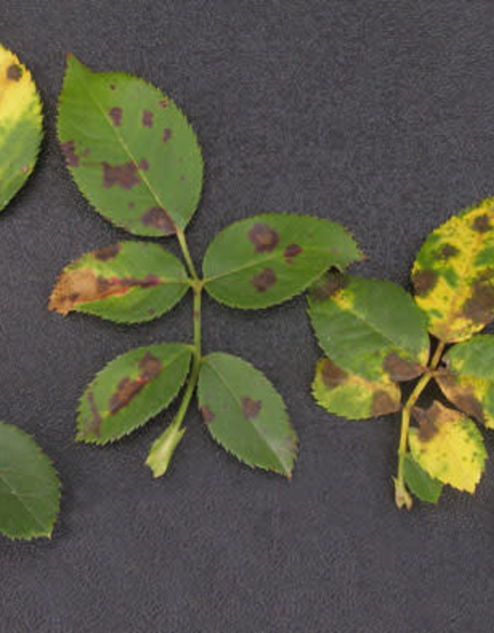 Problem, Roses, Black Spot Growers Outlet