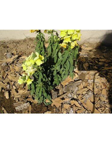 Snapdragon Dieback