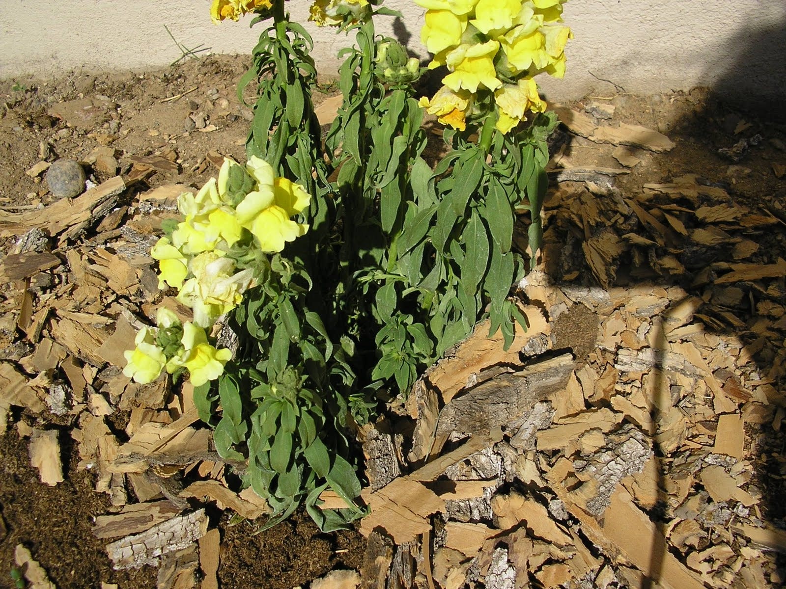 Snapdragon Dieback