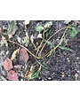 Vinca Dieback, Aerial Phytophthera