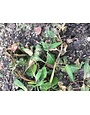 Vinca Dieback, Aerial Phytophthera