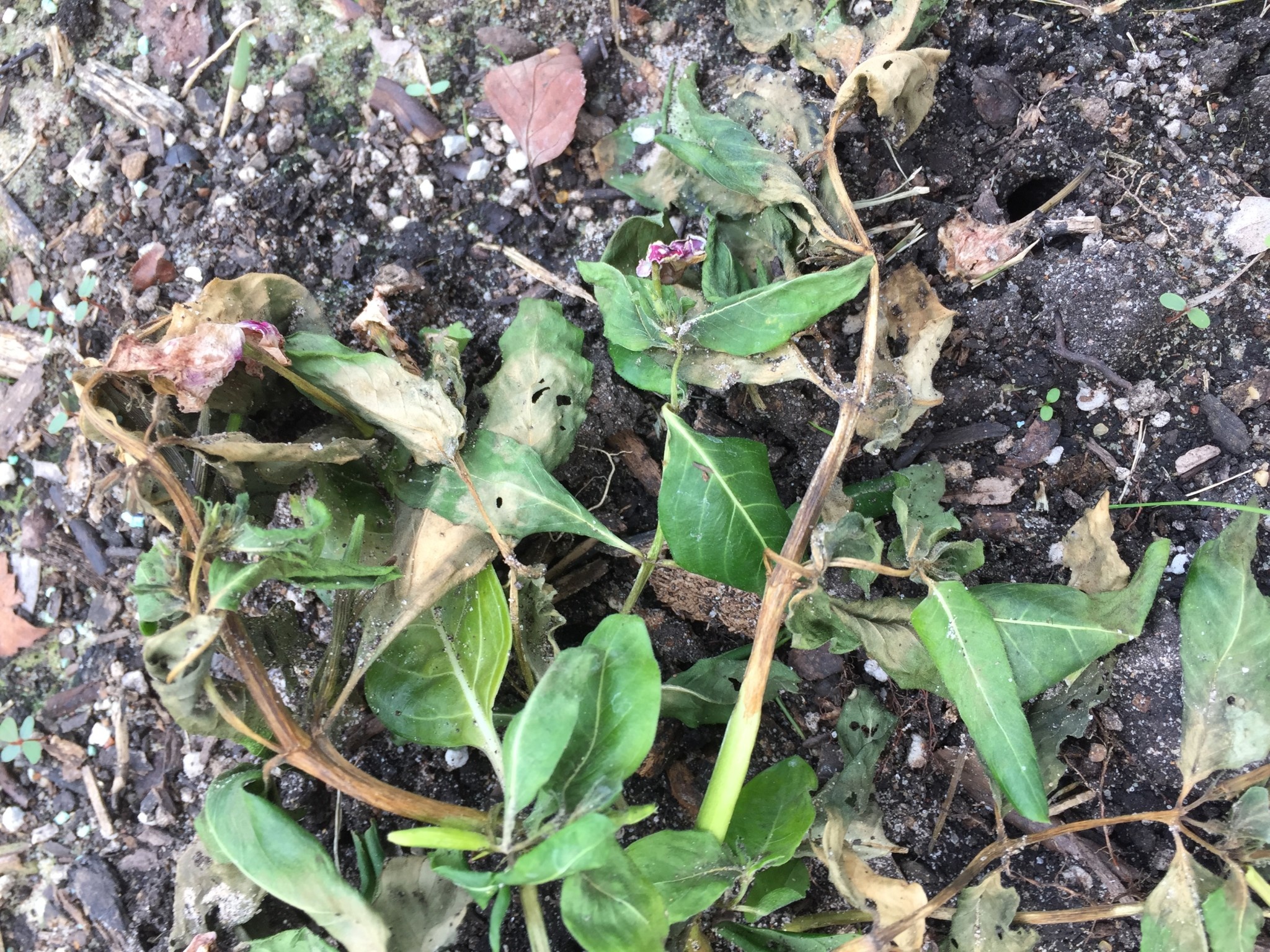 Vinca Dieback, Aerial Phytophthera