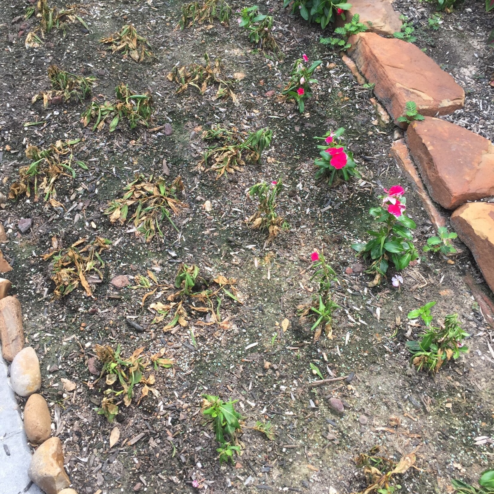 Vinca Dieback, Aerial Phytophthera