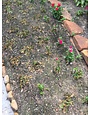 Vinca Dieback, Aerial Phytophthera