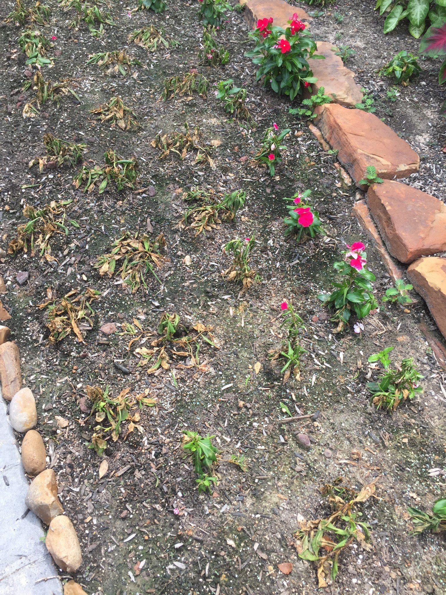 Vinca Dieback, Aerial Phytophthera