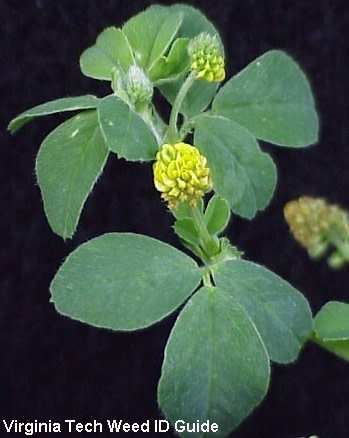 Weed, Black Medic, Broadleaf Weed