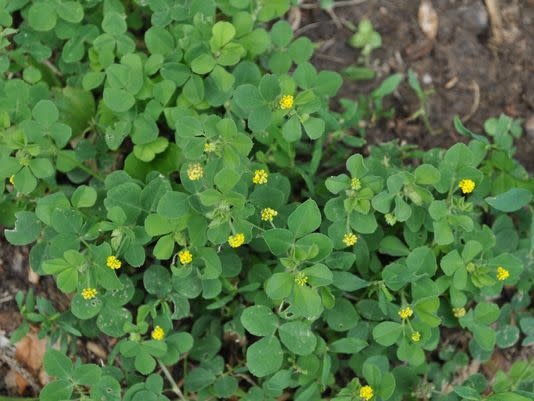 Weed, Black Medic, Broadleaf Weed
