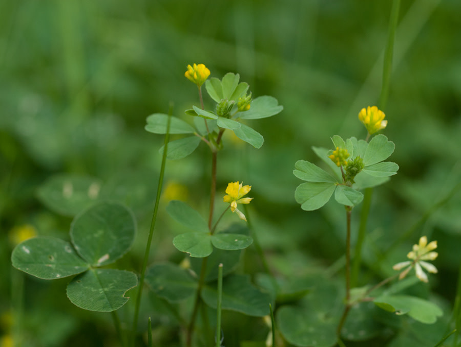 Weed, Black Medic, Broadleaf Weed