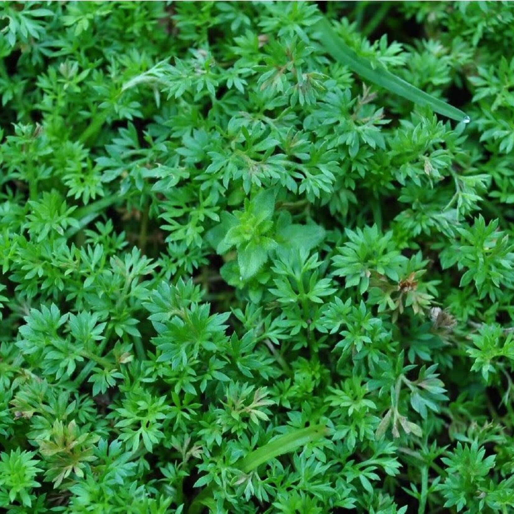 Weed, Burweed