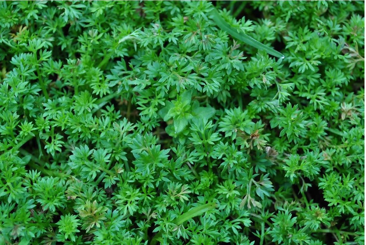 Weed, Burweed