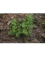 Weed, Burweed