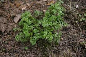Weed, Burweed