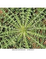 Weed, Burweed