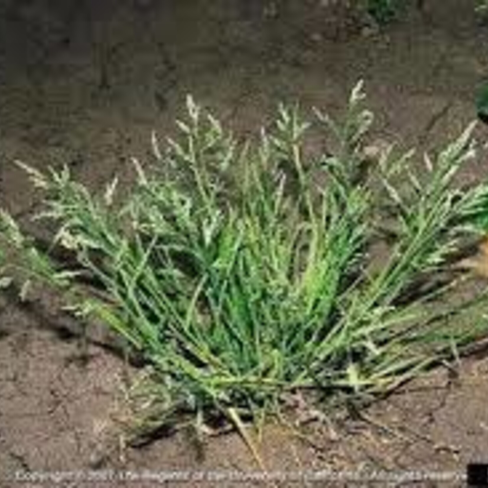 Weed, Poa annua, grassy weed