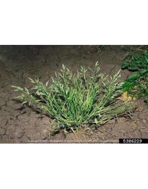 Weed, Poa annua, grassy weed