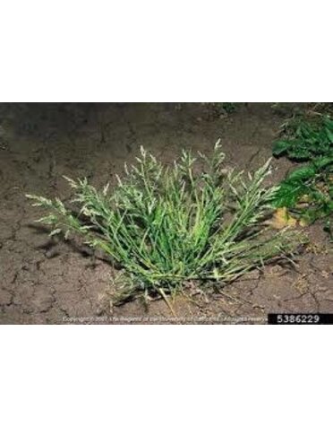 Weed, Poa annua, grassy weed
