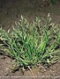 Weed, Poa annua, grassy weed