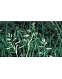 Weed, Poa annua, grassy weed