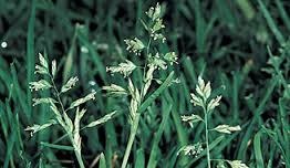 Weed, Poa annua, grassy weed