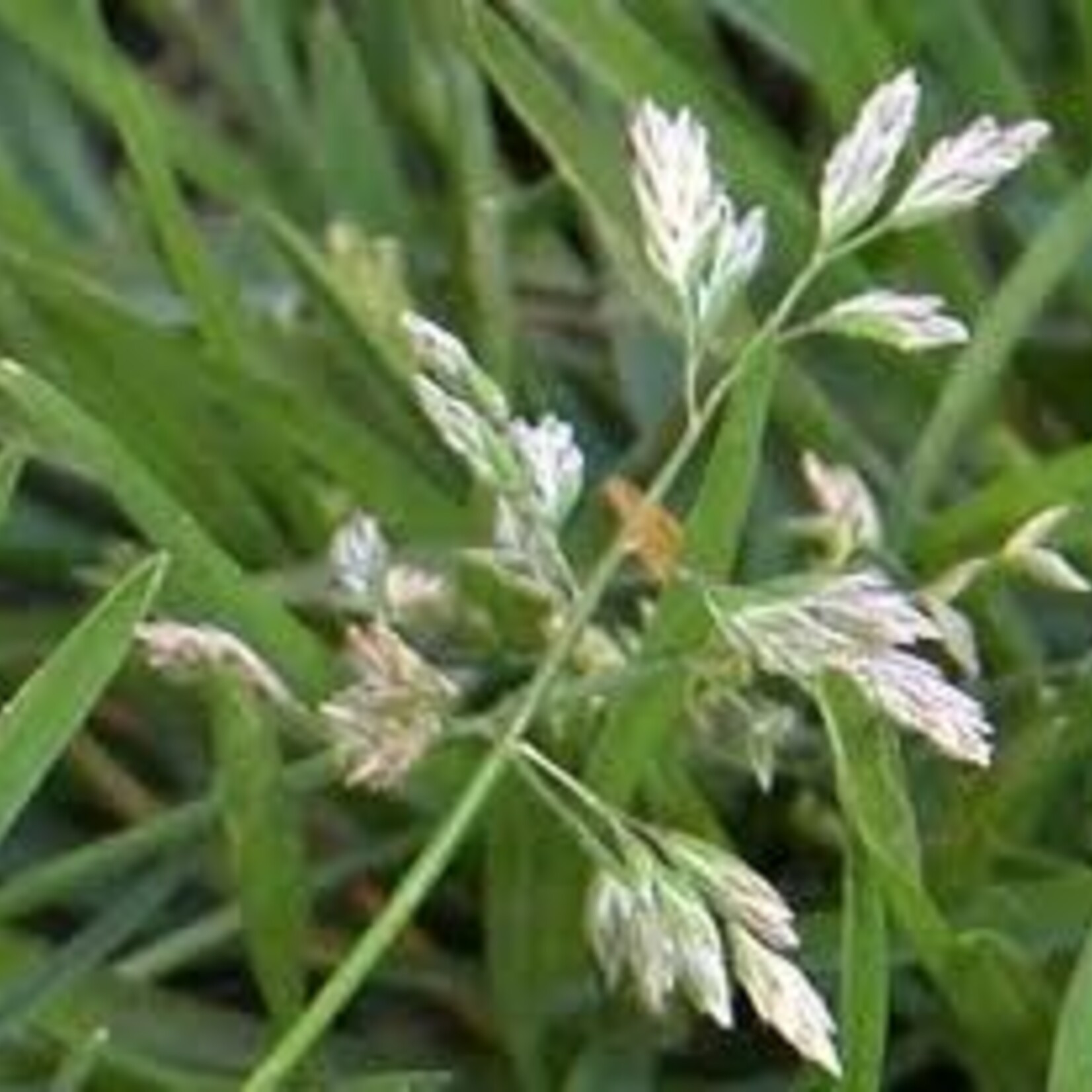 Weed, Poa annua, grassy weed