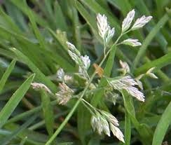 Weed, Poa annua, grassy weed