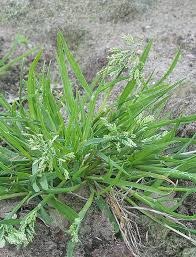 Weed, Poa annua, grassy weed
