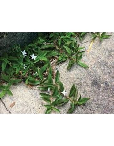 Weed, Virginia Buttonweed