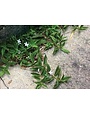 Weed, Virginia Buttonweed